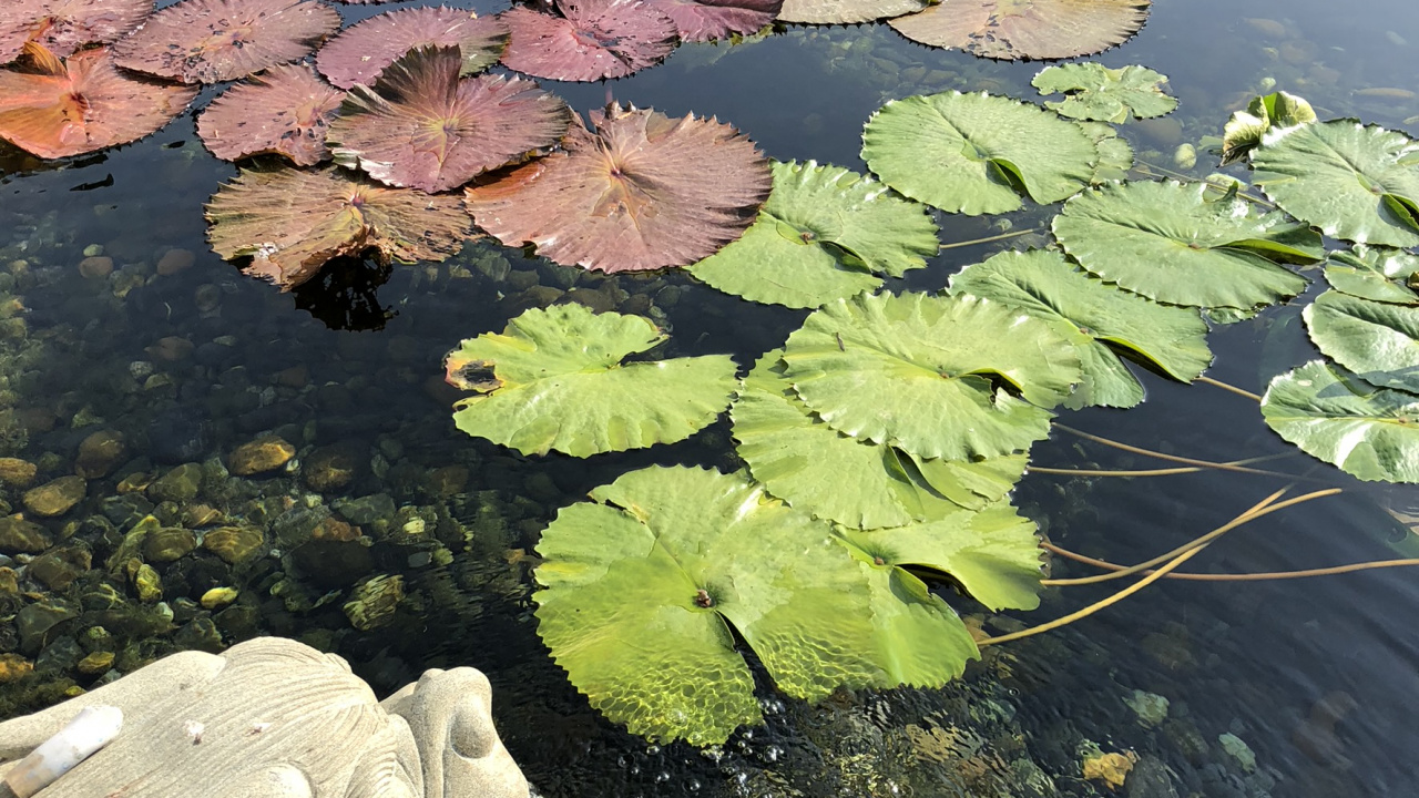Обои лист, гидроресурсы, вода, водное растение, водоем в разрешении 1280x720