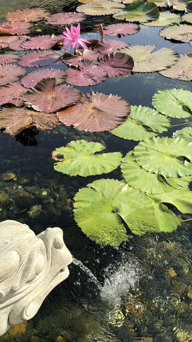 Обои лист, гидроресурсы, вода, водное растение, водоем в разрешении 750x1334