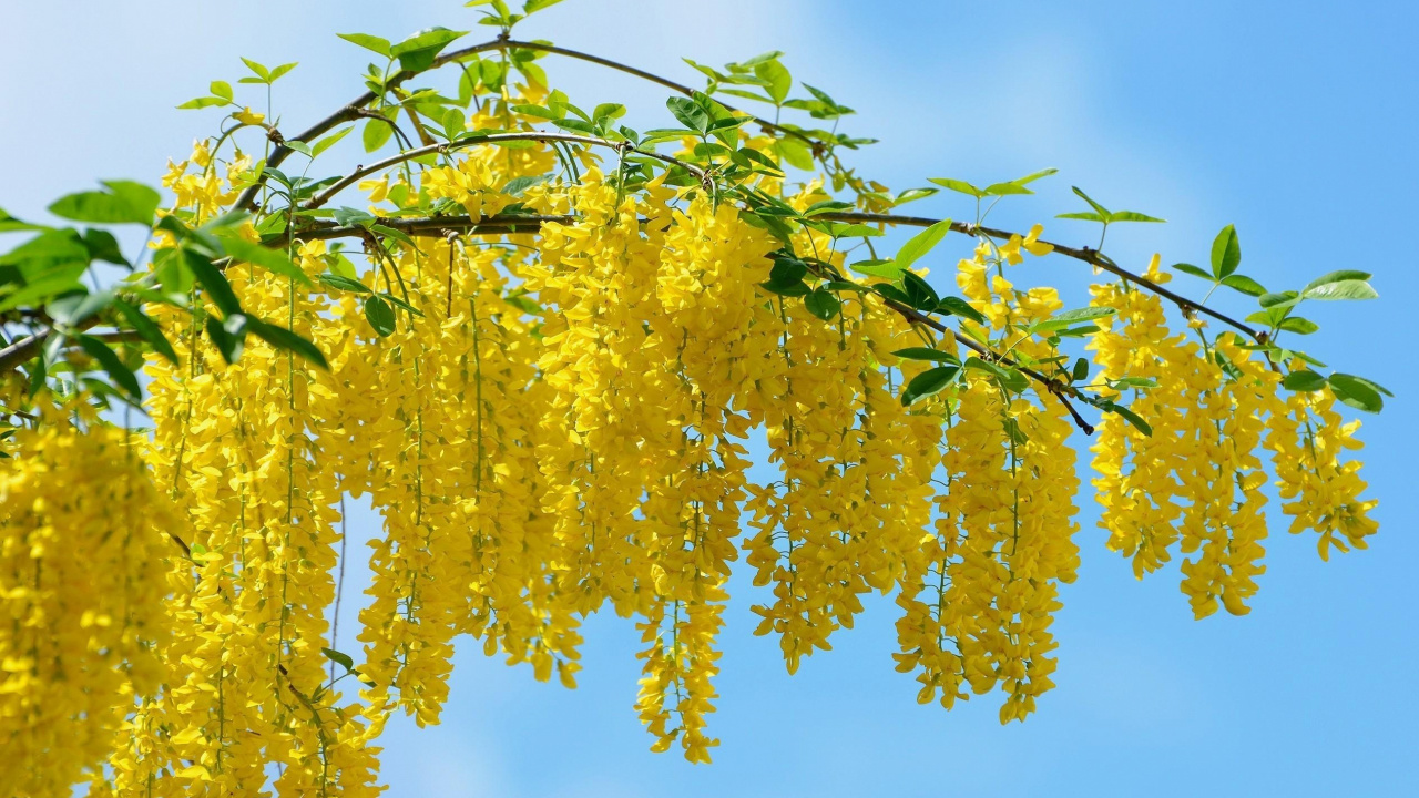 Обои желтый, дерево, растение, ветвь, прут в разрешении 1280x720