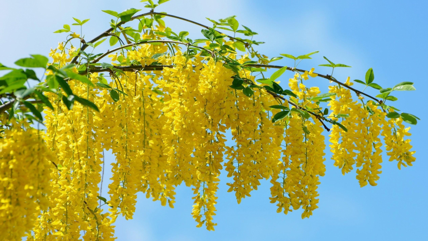 Обои желтый, дерево, растение, ветвь, прут в разрешении 1366x768