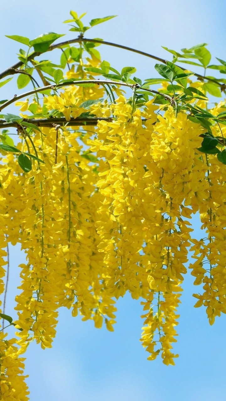 Обои желтый, дерево, растение, ветвь, прут в разрешении 720x1280