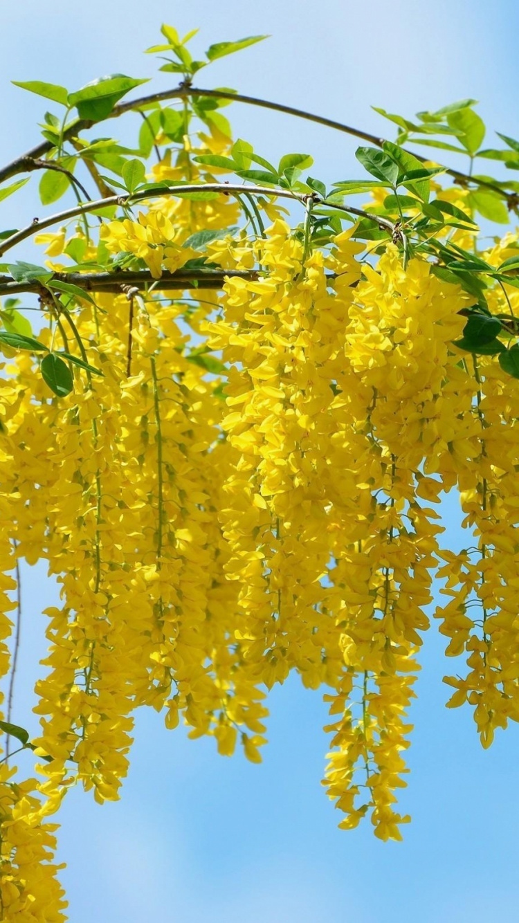 Обои желтый, дерево, растение, ветвь, прут в разрешении 750x1334