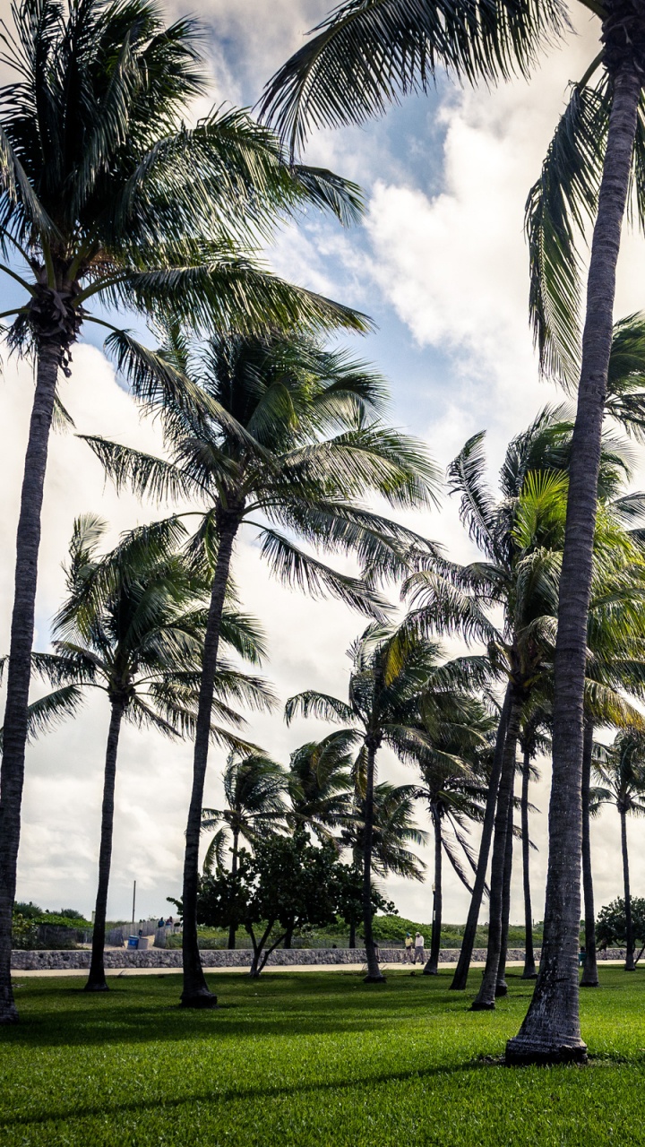 Обои Майами, дерево, природа, Пальма, древесные растения в разрешении 720x1280