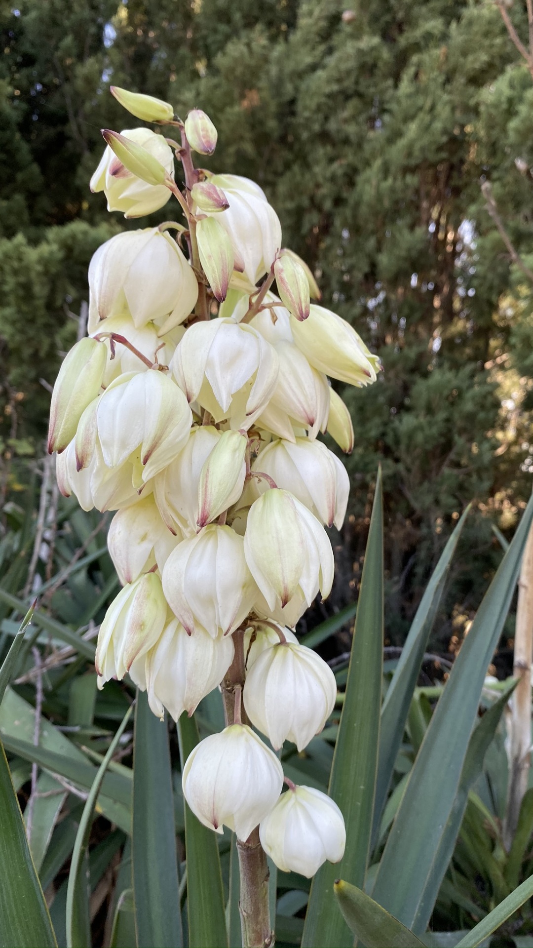 Обои цветок, цветковое растение, наука, физика, биология в разрешении 1080x1920