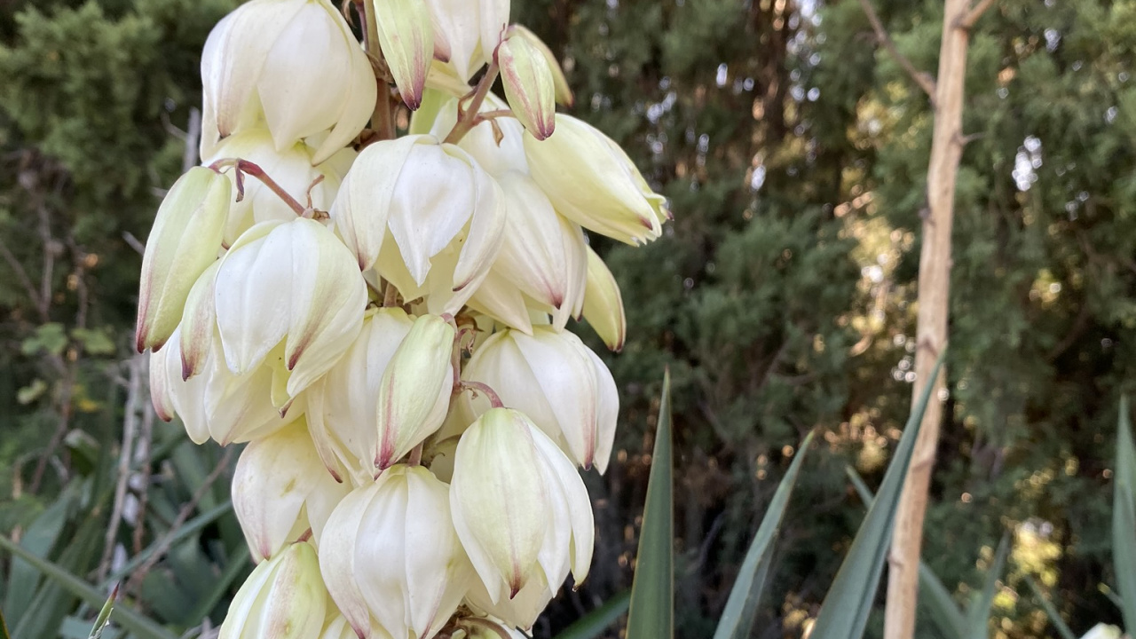 Обои цветок, цветковое растение, наука, физика, биология в разрешении 1280x720