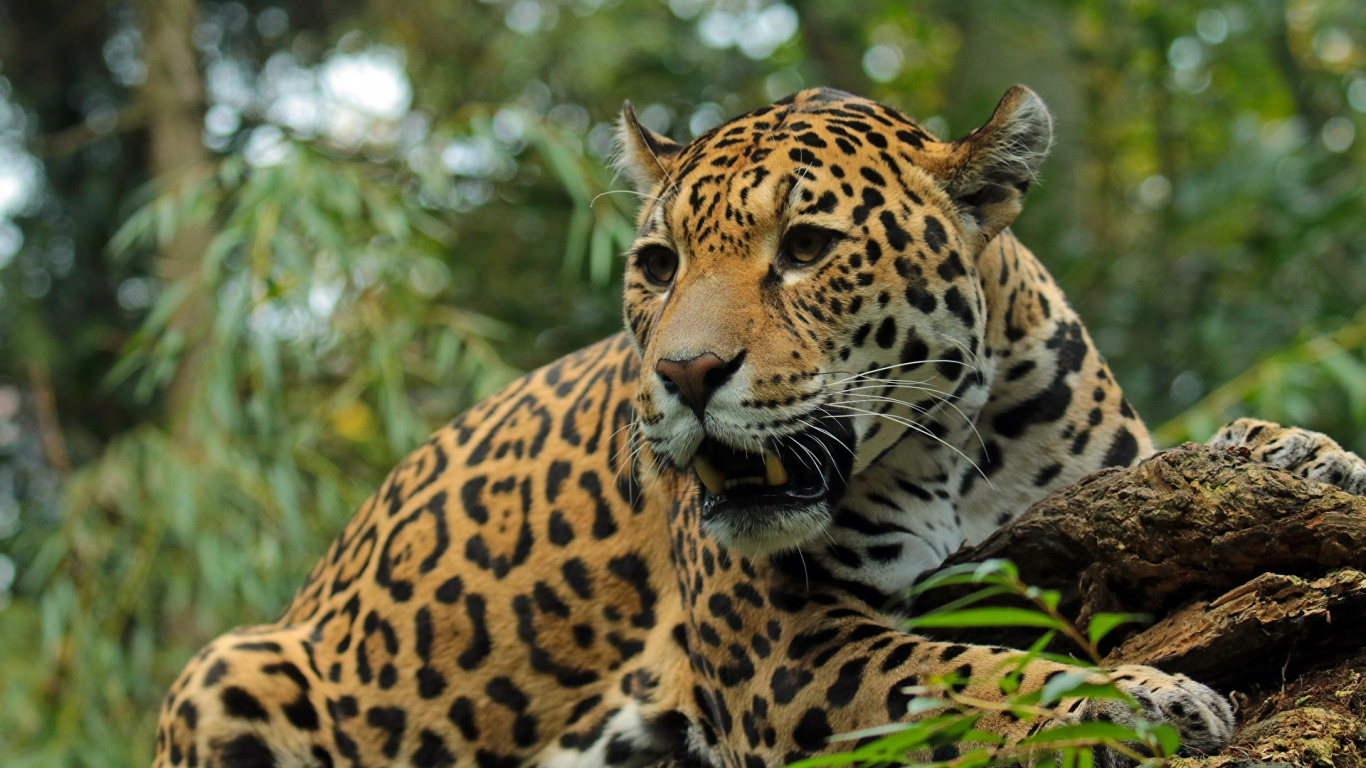 Обои Ягуар, кот, Леопард, большая кошка, Дикая кошка в разрешении 1366x768