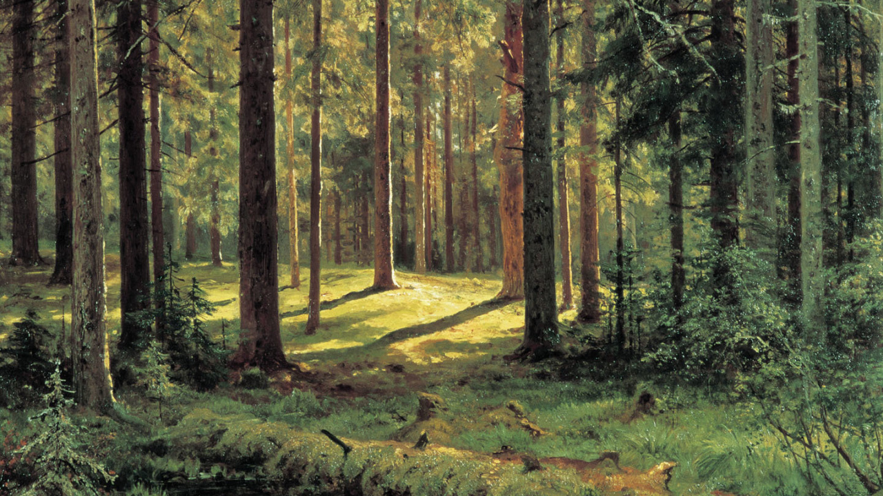 Обои Хвойный Лес Солнечный День, лес, лесистая местность, Солнце в лесу, ель еловый лес в разрешении 1280x720