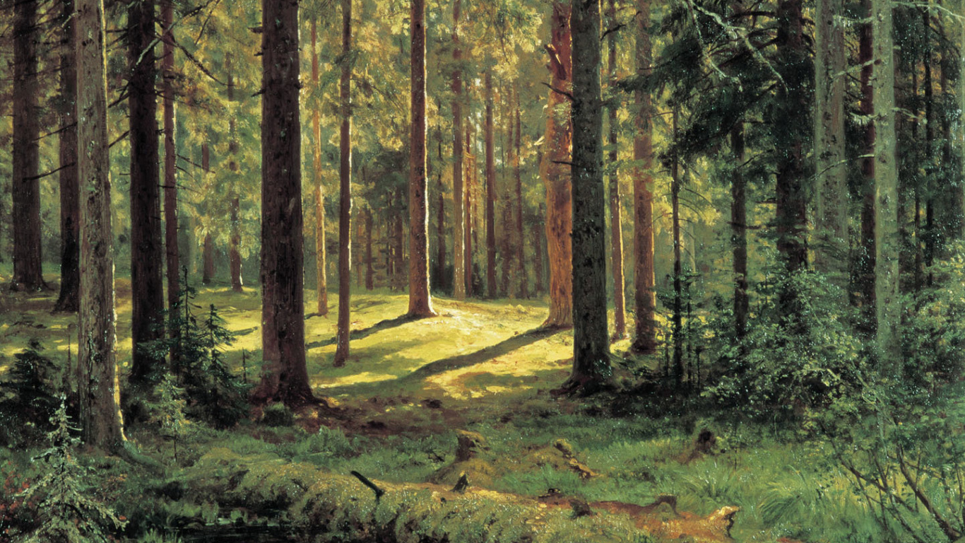 Обои Хвойный Лес Солнечный День, лес, лесистая местность, Солнце в лесу, ель еловый лес в разрешении 1366x768