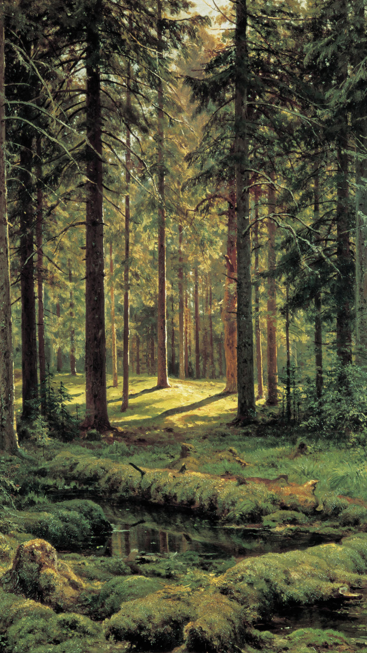 Обои Хвойный Лес Солнечный День, лес, лесистая местность, Солнце в лесу, ель еловый лес в разрешении 750x1334