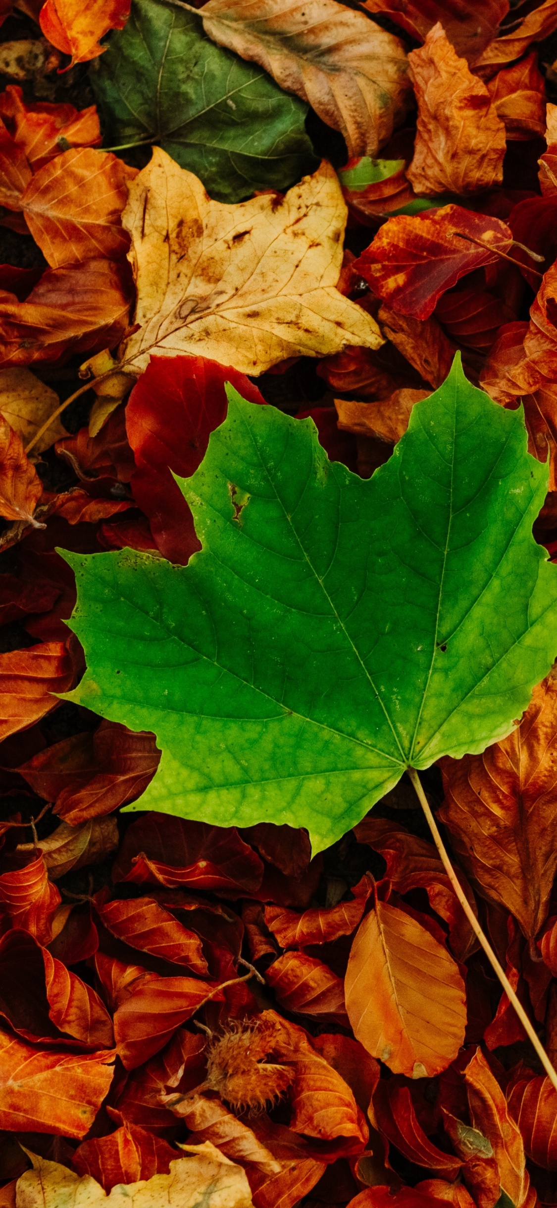 Обои осень, коричневый цвет, древесина, листопадные, почвопокровная в разрешении 1125x2436