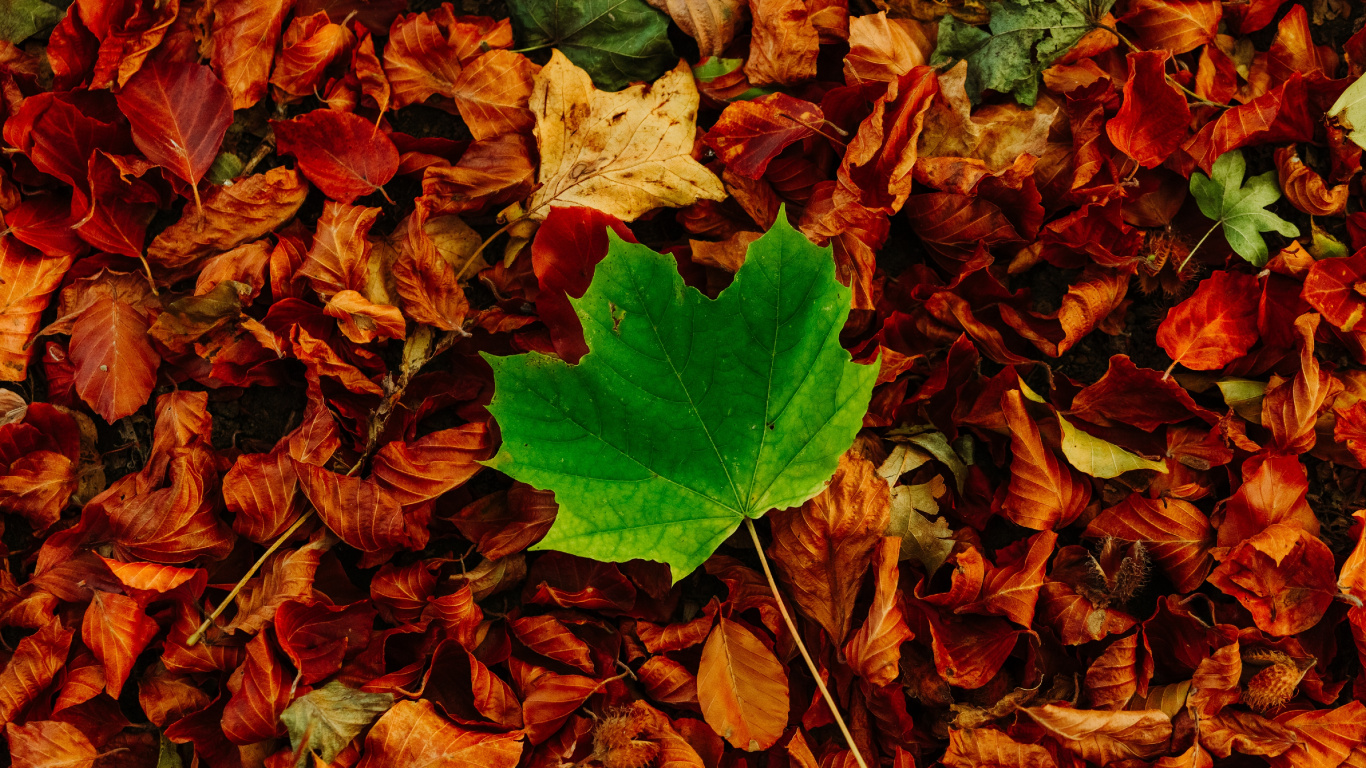 Обои осень, коричневый цвет, древесина, листопадные, почвопокровная в разрешении 1366x768