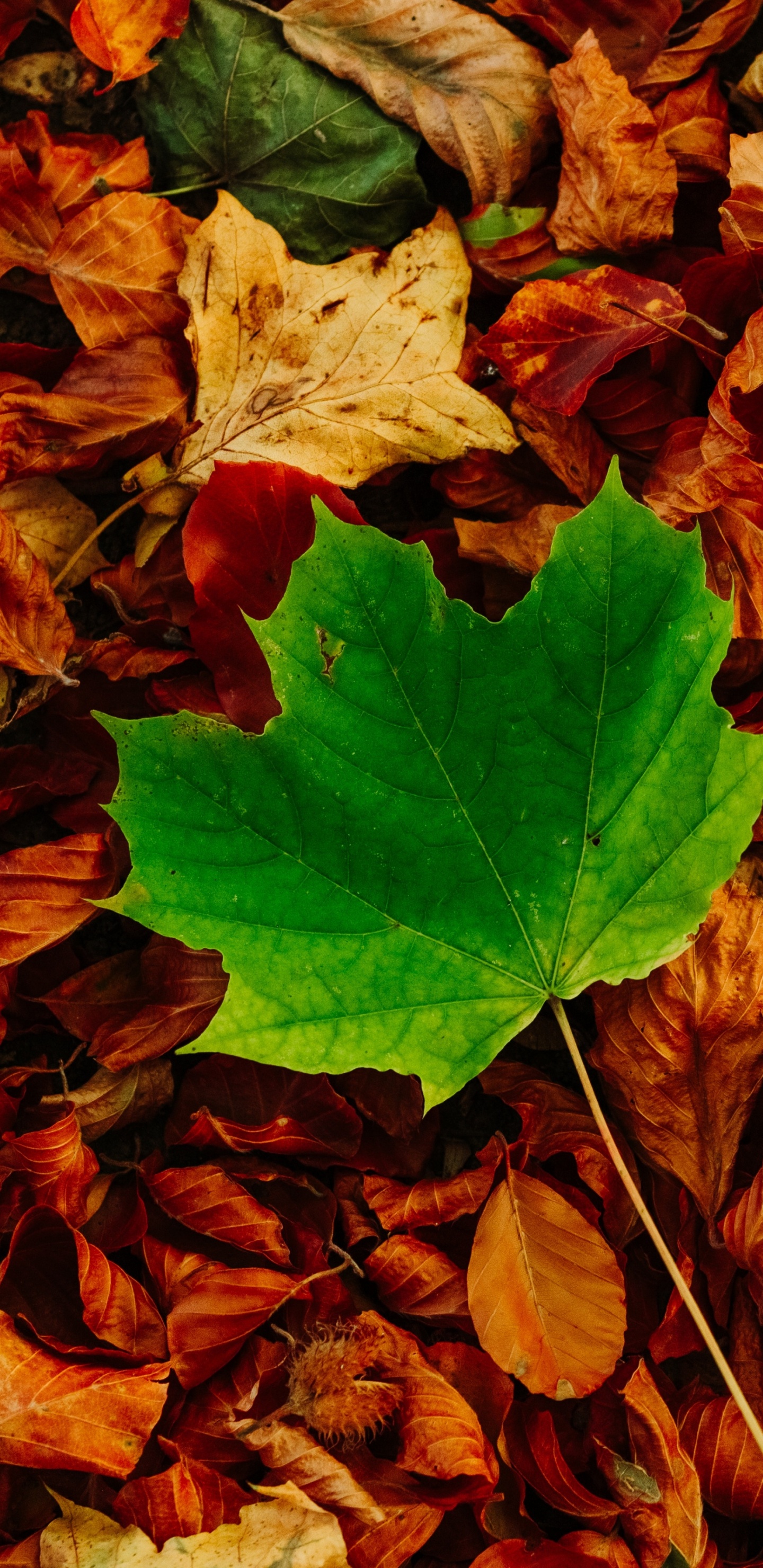 Обои осень, коричневый цвет, древесина, листопадные, почвопокровная в разрешении 1440x2960