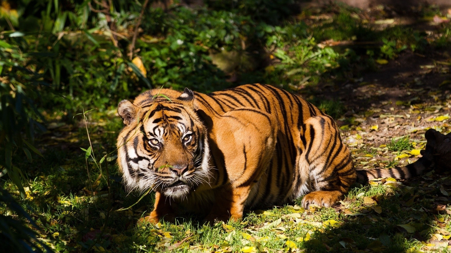 Обои тигр, Лев, кот, большая кошка, суматранский тигр в разрешении 1920x1080