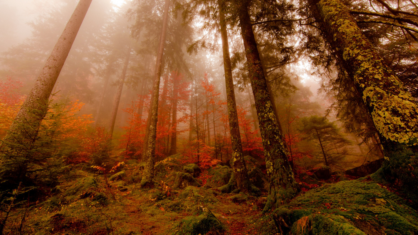 Обои лес, дерево, природа, лесистая местность, дикая местность в разрешении 1366x768