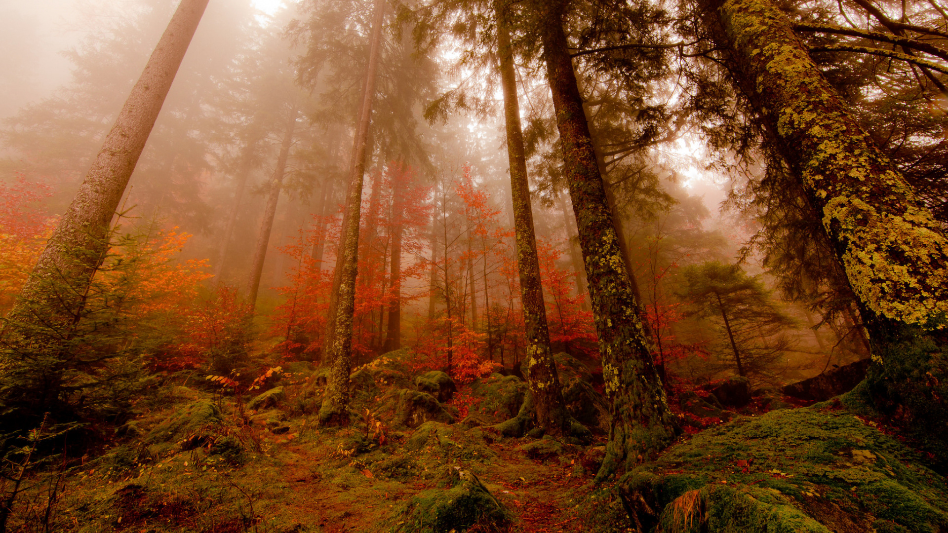 Обои лес, дерево, природа, лесистая местность, дикая местность в разрешении 1920x1080