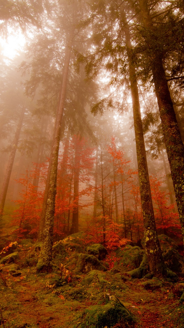 Обои лес, дерево, природа, лесистая местность, дикая местность в разрешении 720x1280