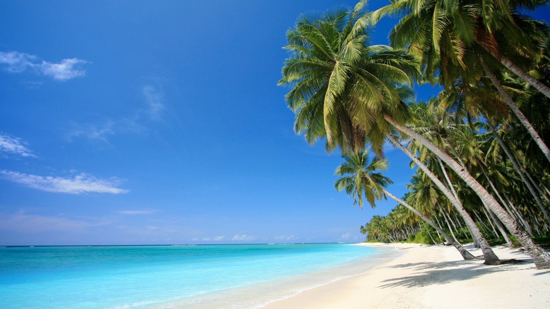 Обои Карибский бассейн, тропическая зона, Пальма, пляж, море в разрешении 1920x1080