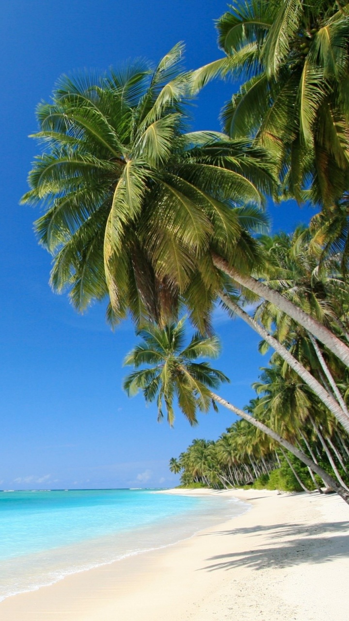 Обои Карибский бассейн, тропическая зона, Пальма, пляж, море в разрешении 720x1280