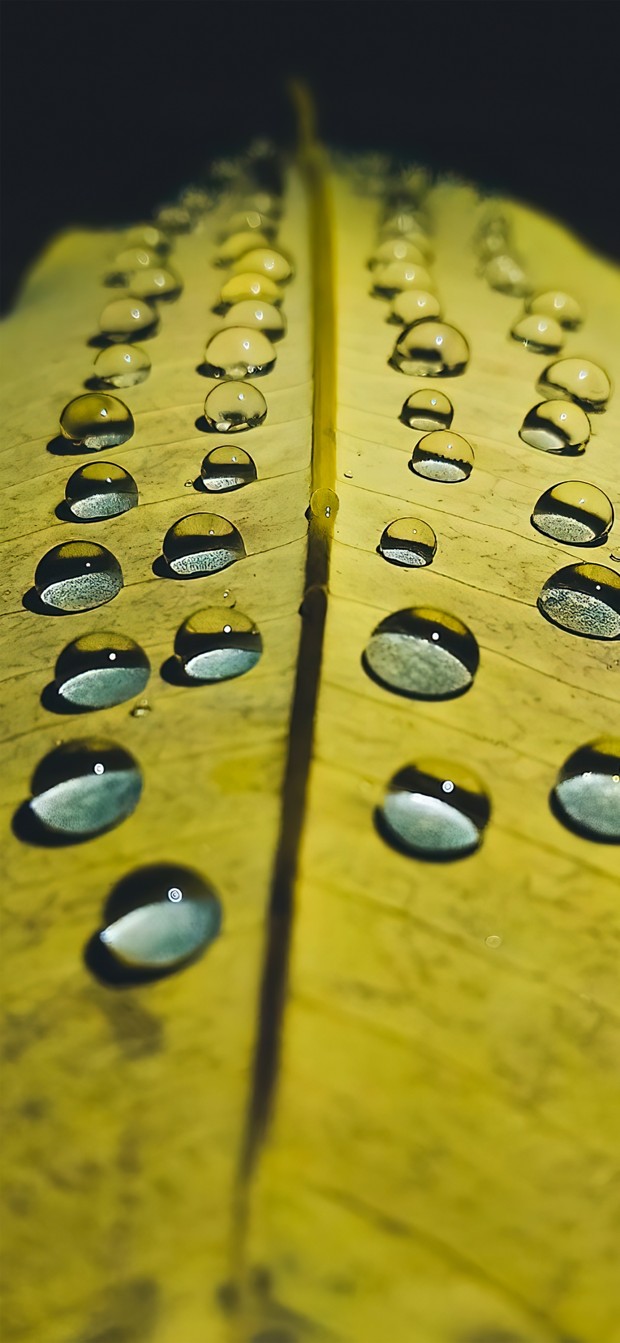 Обои падение, древесина, оргтехника, наземное растение, устройство ввода в разрешении 1242x2688