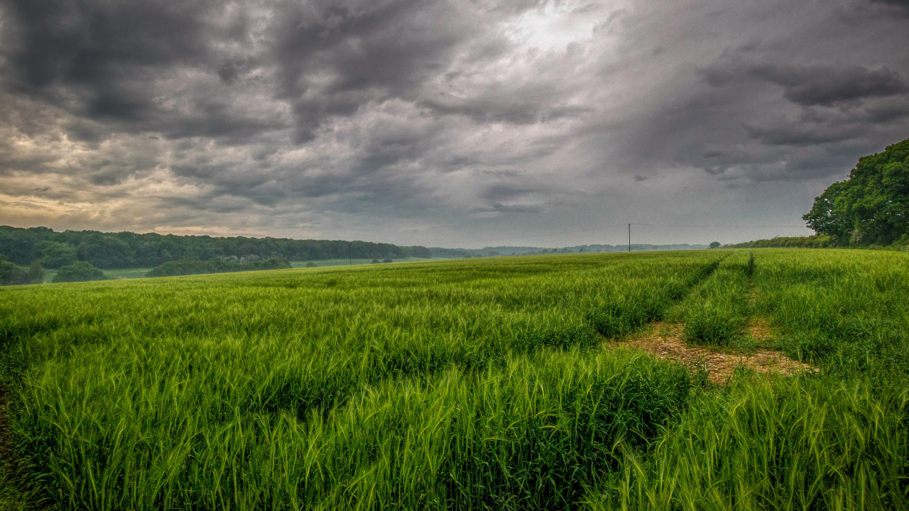 Обои пейзажная живопись, природа, поле, сенокосное угодье, прерия в разрешении 1280x720
