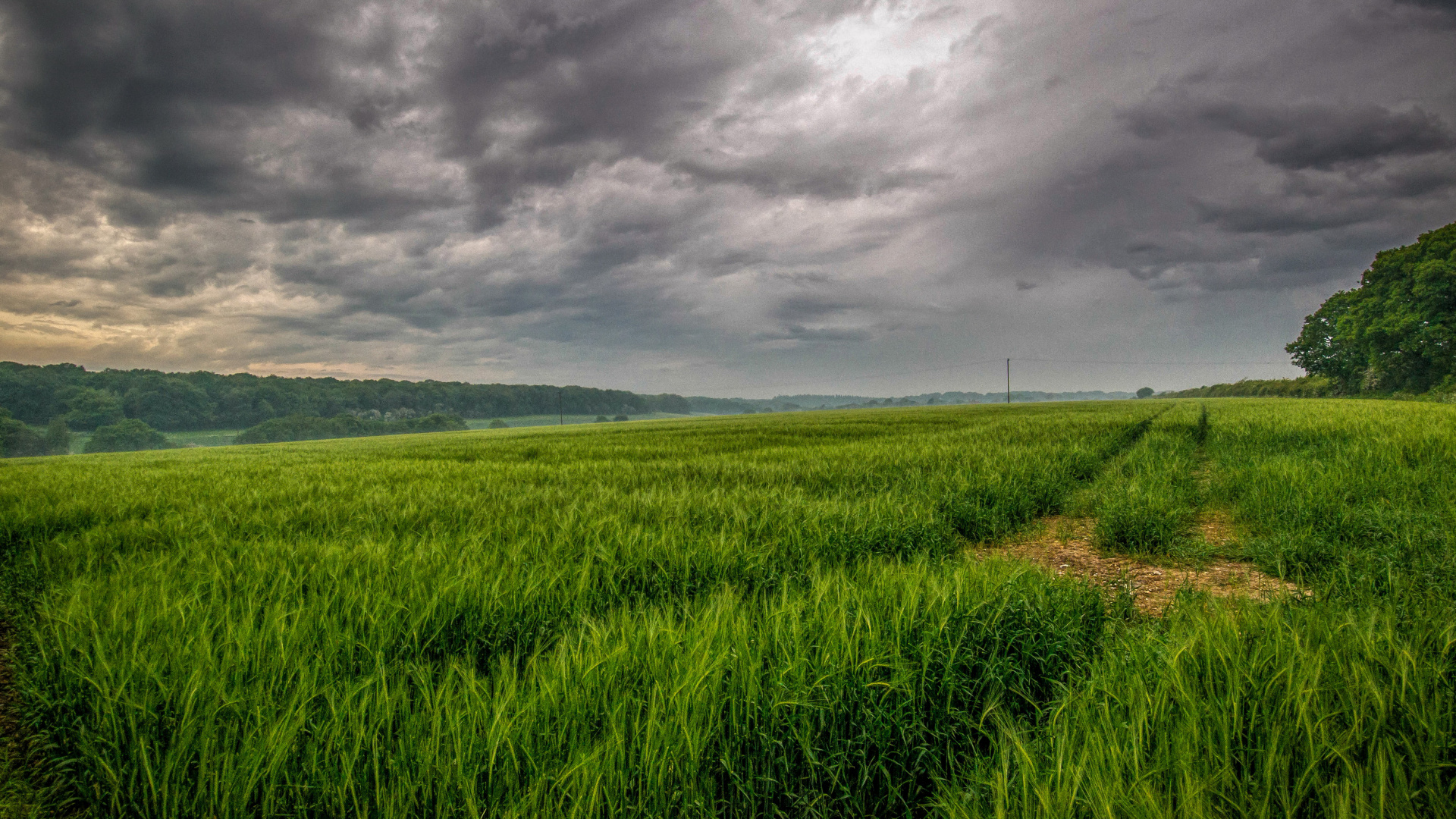 Обои пейзажная живопись, природа, поле, сенокосное угодье, прерия в разрешении 1920x1080