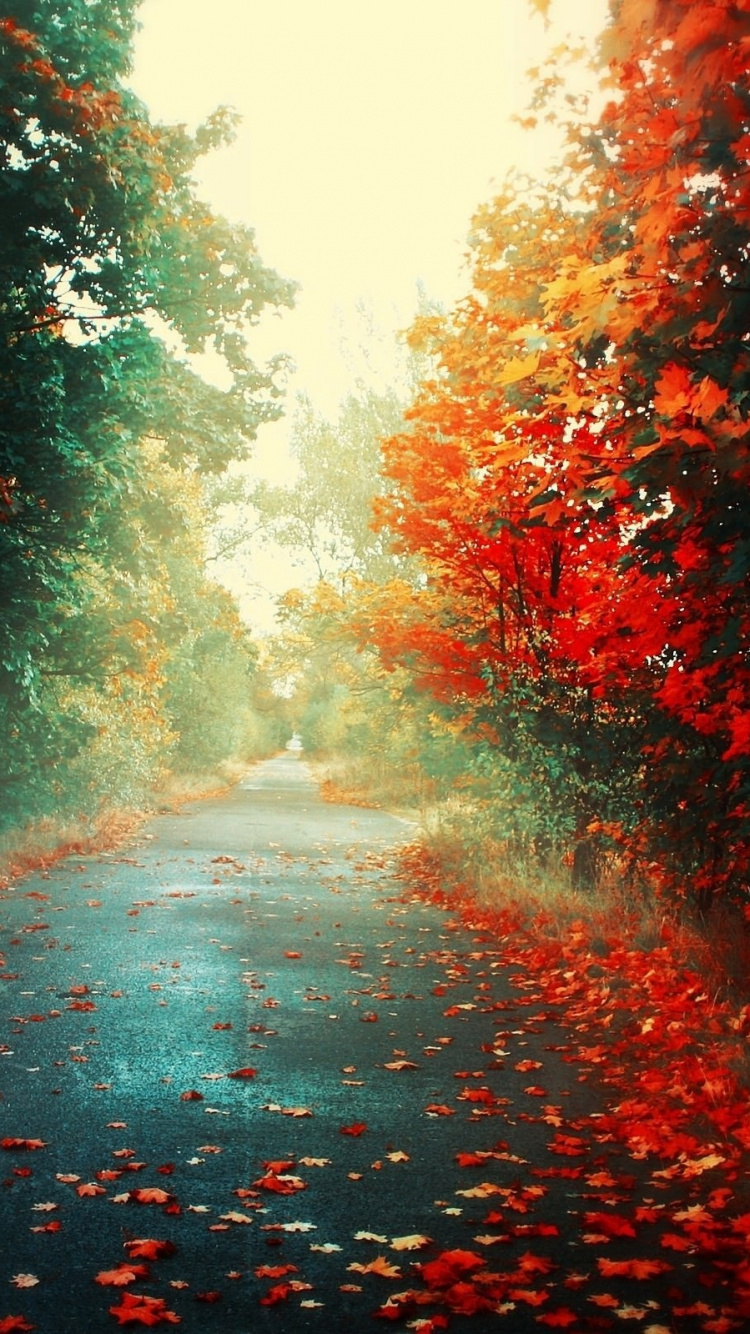 Обои красный цвет, природа, свет, дерево, солнечный свет в разрешении 750x1334