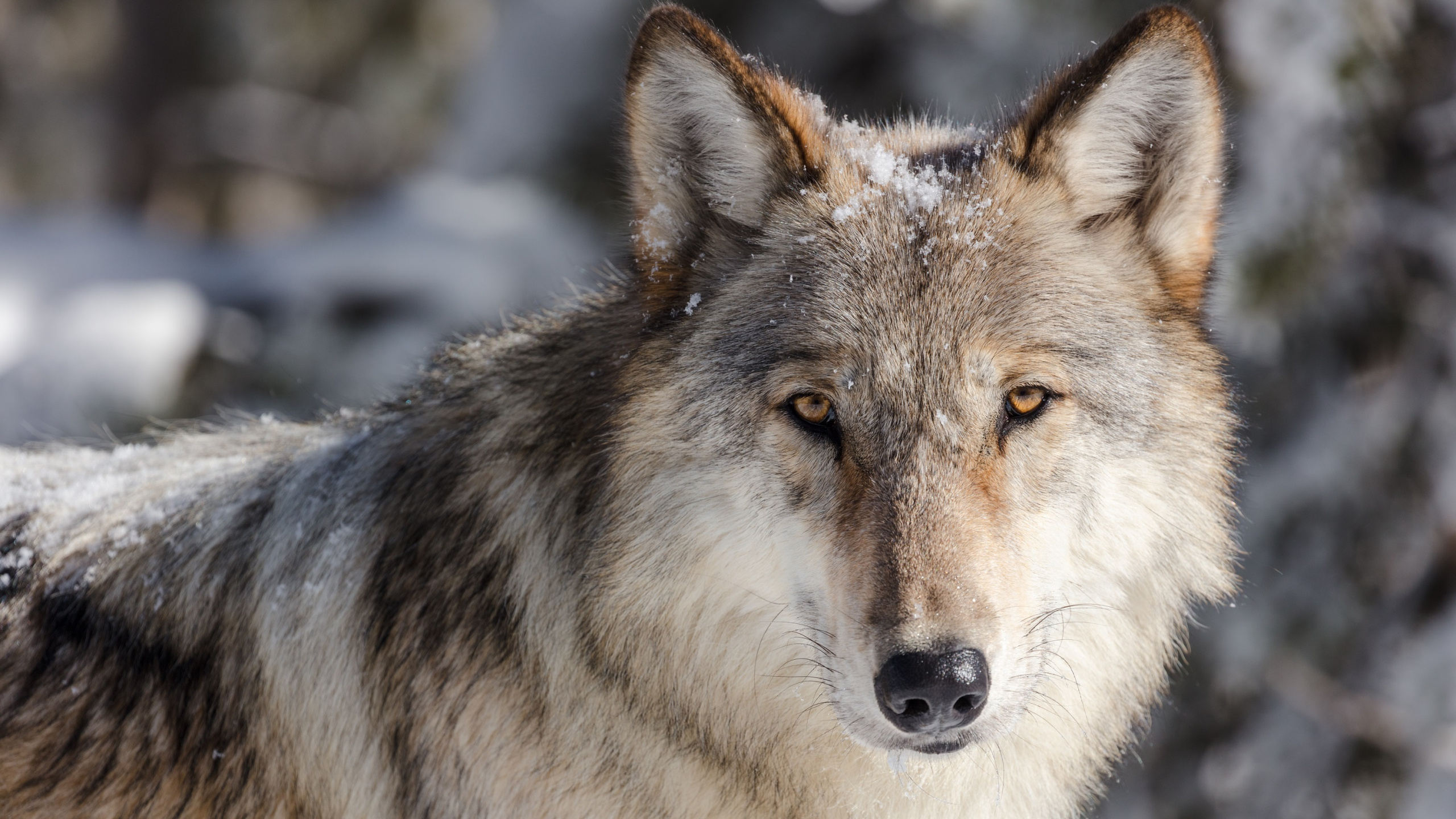 Обои Йеллоустоун волки, Йеллоустонский Национальный парк, волк, История волков в Йеллоустоун, Реинтродукции волка в разрешении 2560x1440
