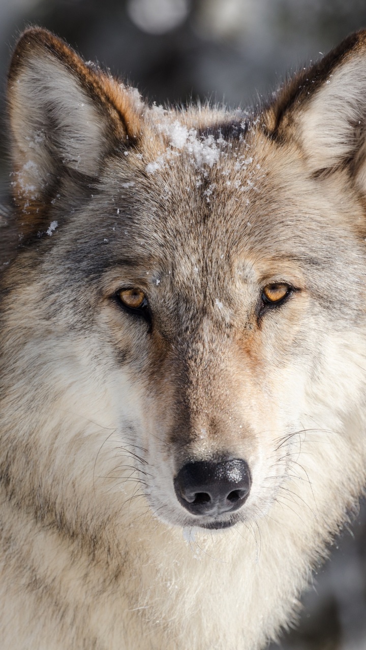 Обои Йеллоустоун волки, Йеллоустонский Национальный парк, волк, История волков в Йеллоустоун, Реинтродукции волка в разрешении 720x1280