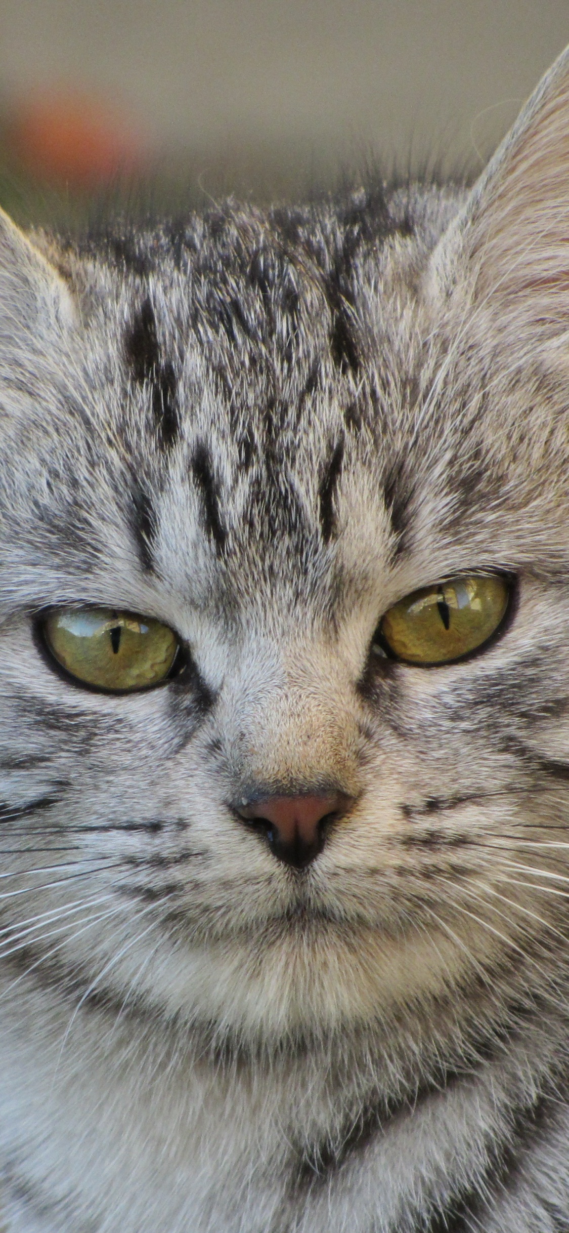 Обои Египетский мау, порода кошек, кот, бакенбарды, полосатый кот в разрешении 1125x2436