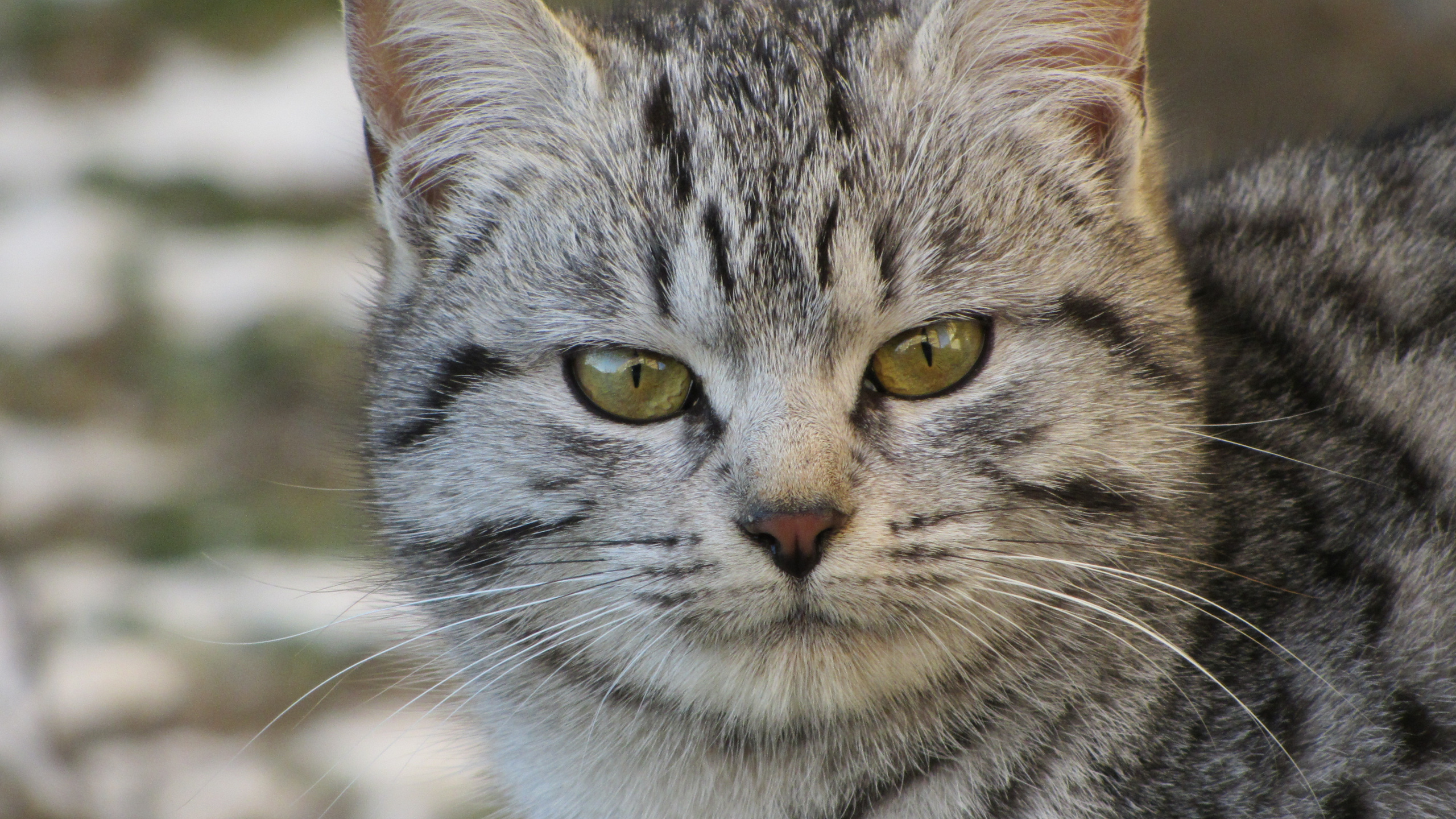 Обои Египетский мау, порода кошек, кот, бакенбарды, полосатый кот в разрешении 2560x1440