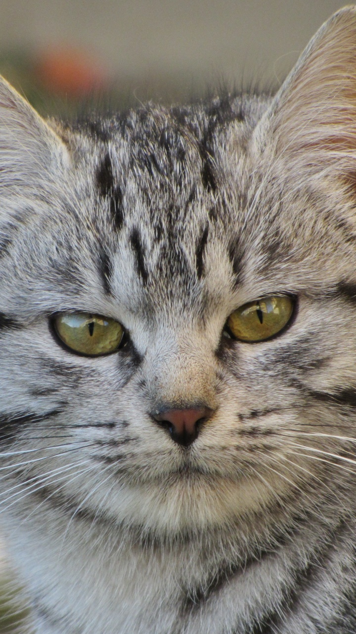 Обои Египетский мау, порода кошек, кот, бакенбарды, полосатый кот в разрешении 720x1280