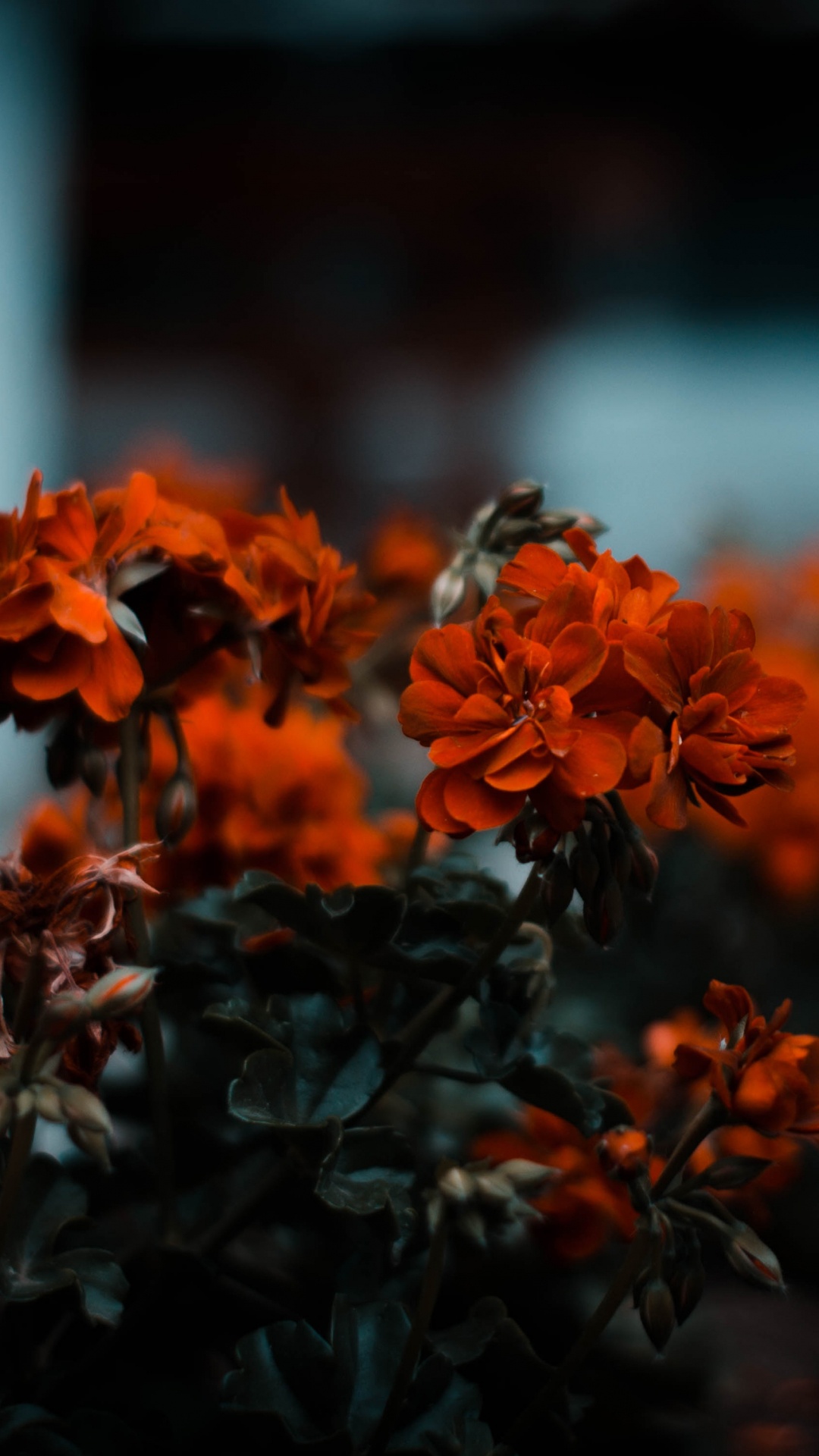 Обои цветок, Апельсин, красный цвет, природа, растение в разрешении 1080x1920