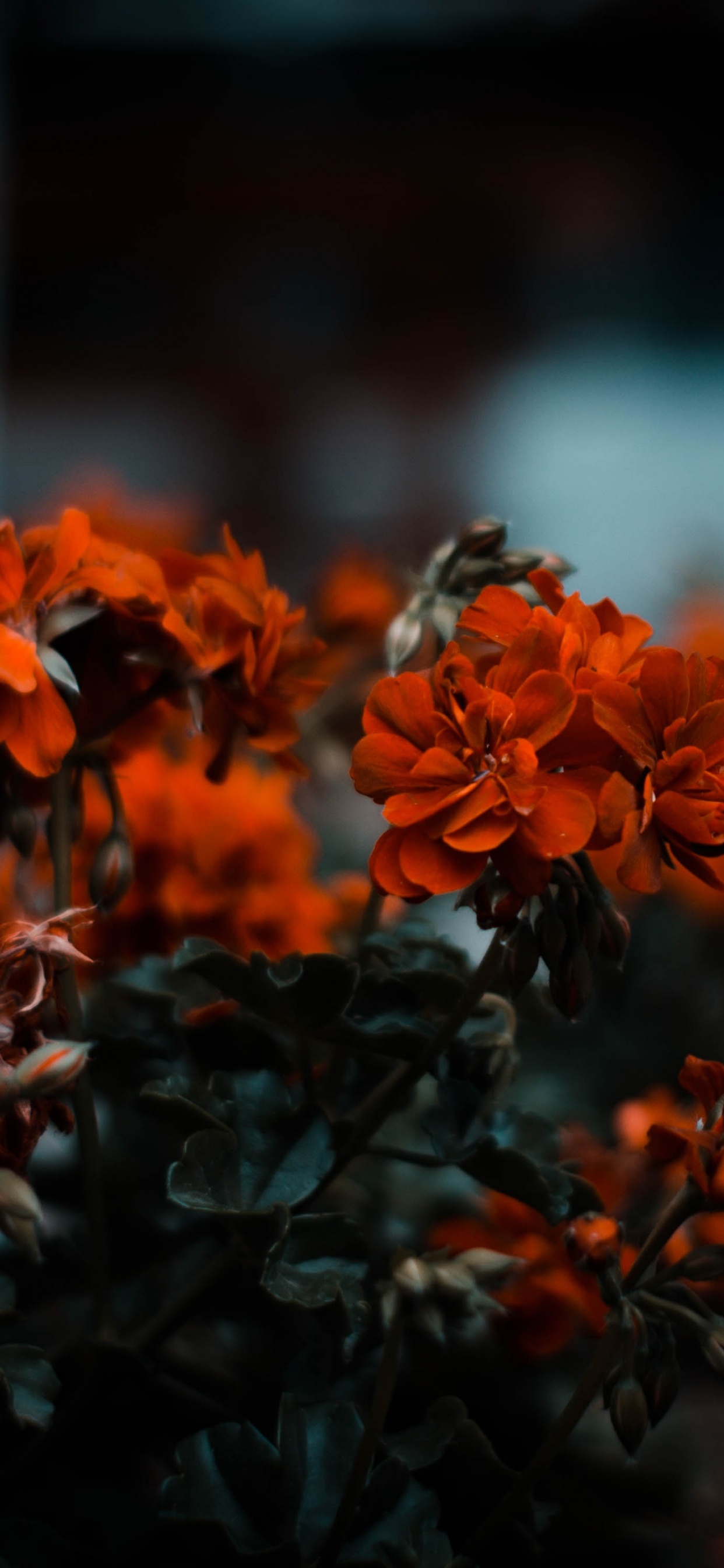 Обои цветок, Апельсин, красный цвет, природа, растение в разрешении 1242x2688
