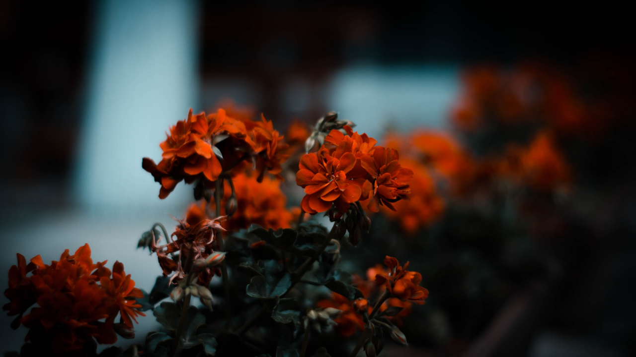 Обои цветок, Апельсин, красный цвет, природа, растение в разрешении 1280x720
