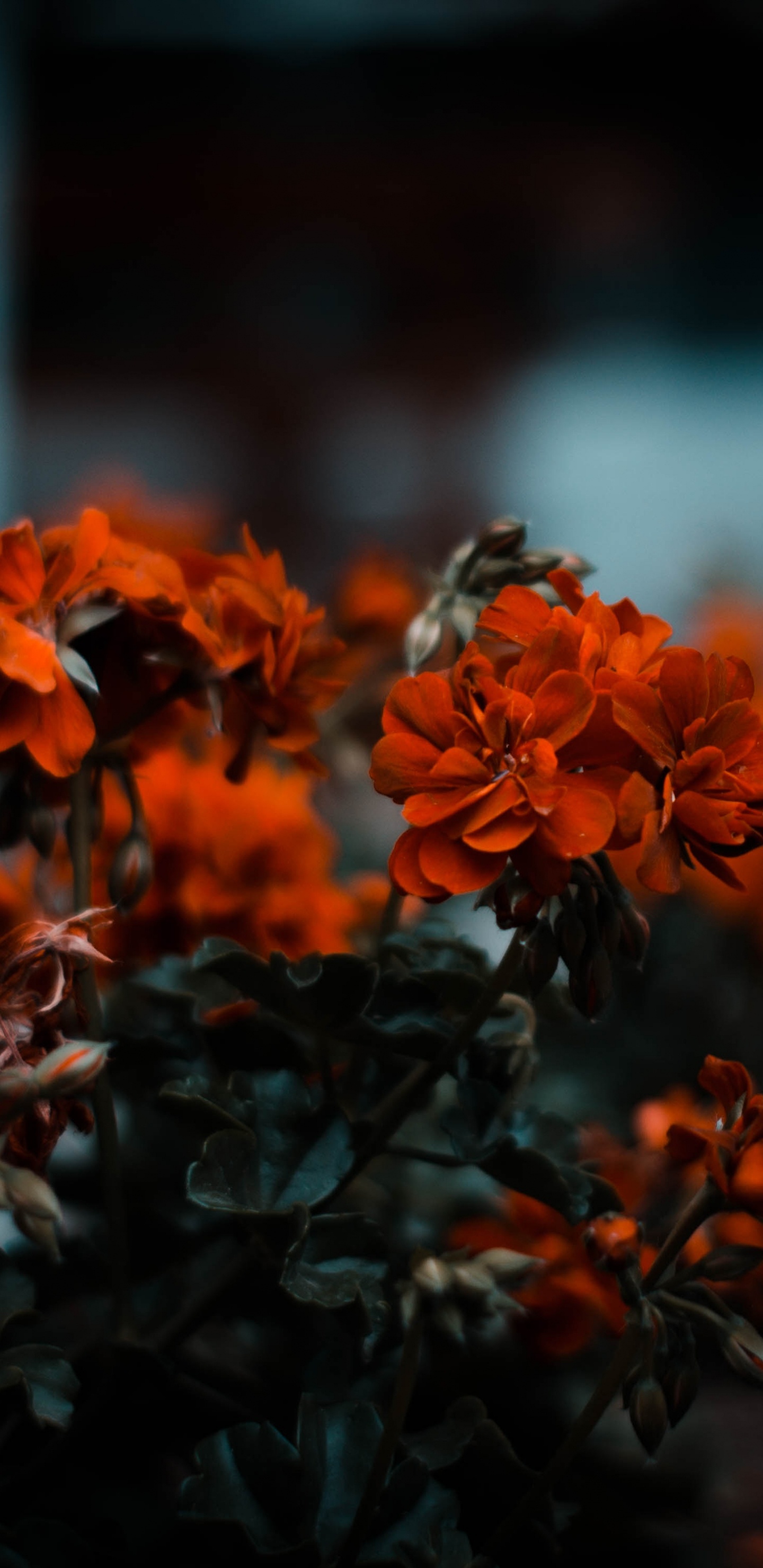 Обои цветок, Апельсин, красный цвет, природа, растение в разрешении 1440x2960