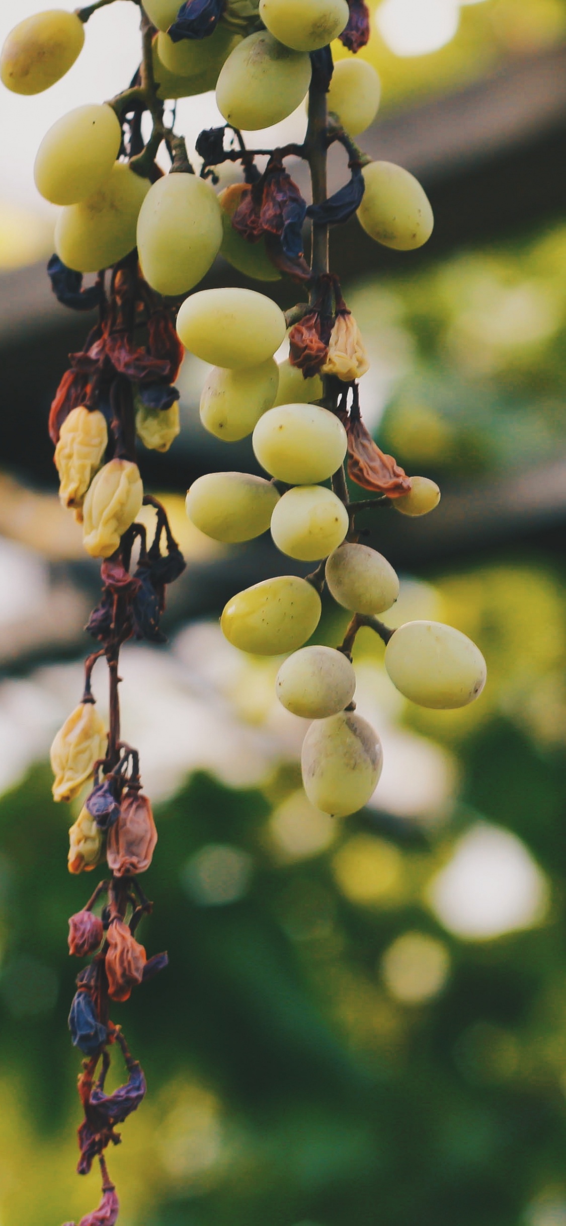 Обои Общие Винограда, фрукты, растение, цветок, дерево в разрешении 1125x2436