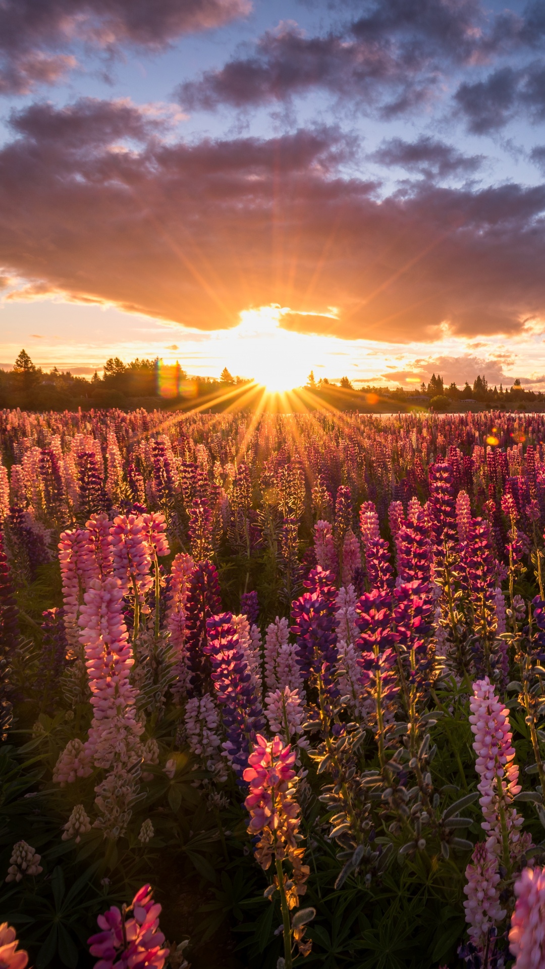 Обои природа, дикая местность, утро, цветы, парк в разрешении 1080x1920