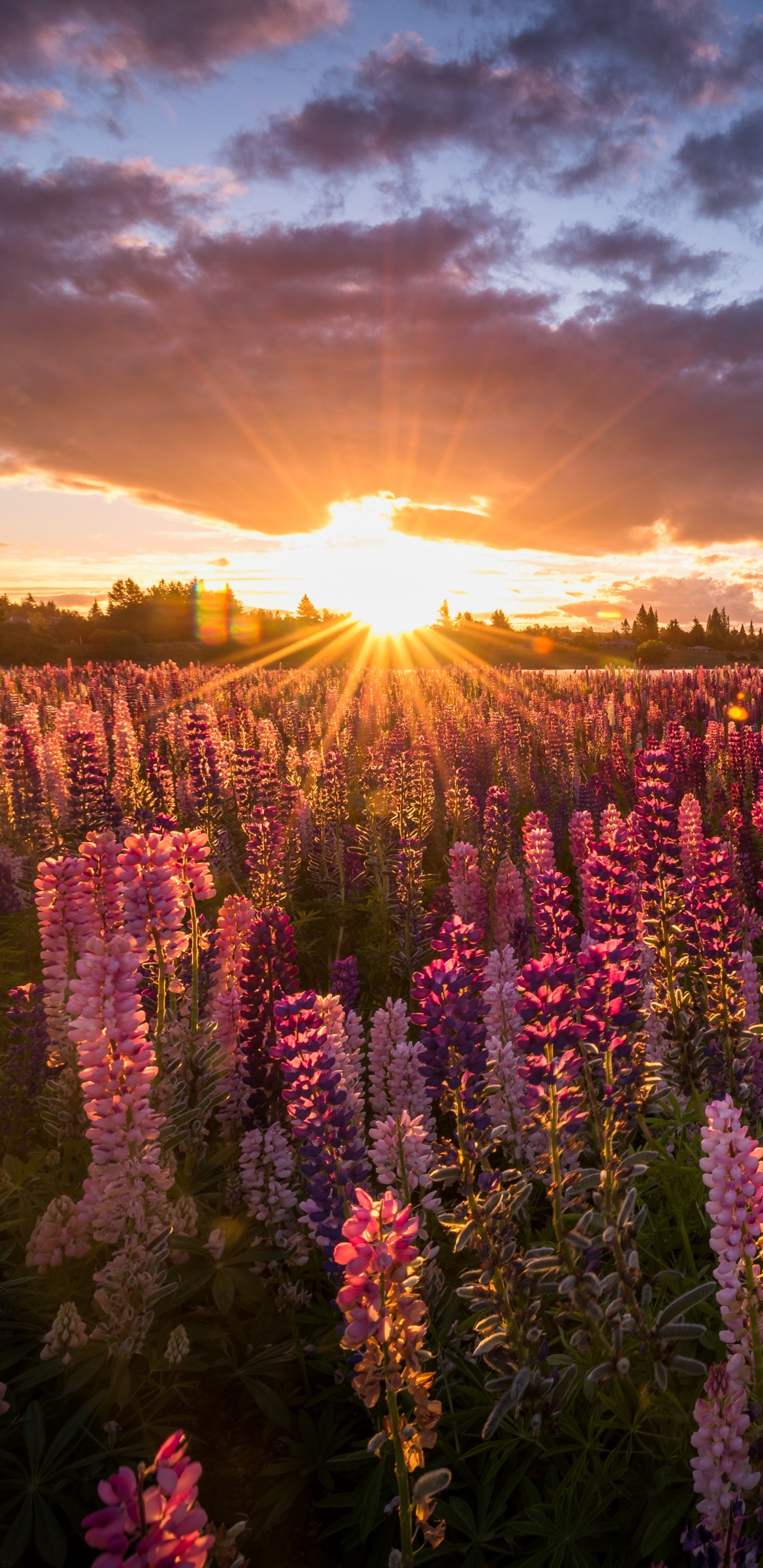 Обои природа, дикая местность, утро, цветы, парк в разрешении 1440x2960