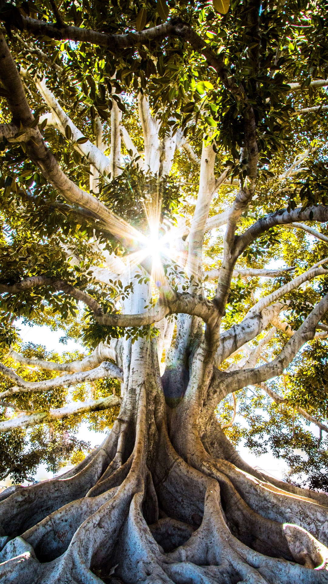 Обои большой парк деревьев и исторический памятник, дерево, Люди в природе, древесина, прут в разрешении 1080x1920