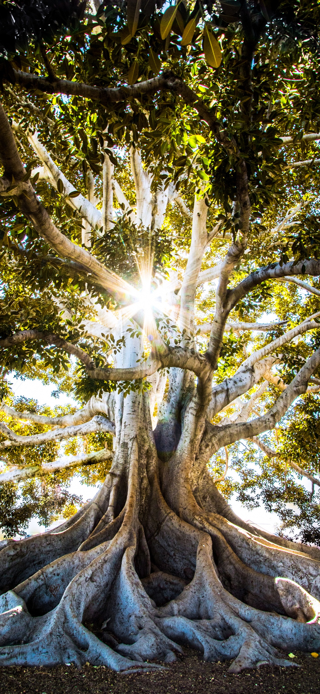 Обои большой парк деревьев и исторический памятник, дерево, Люди в природе, древесина, прут в разрешении 1125x2436