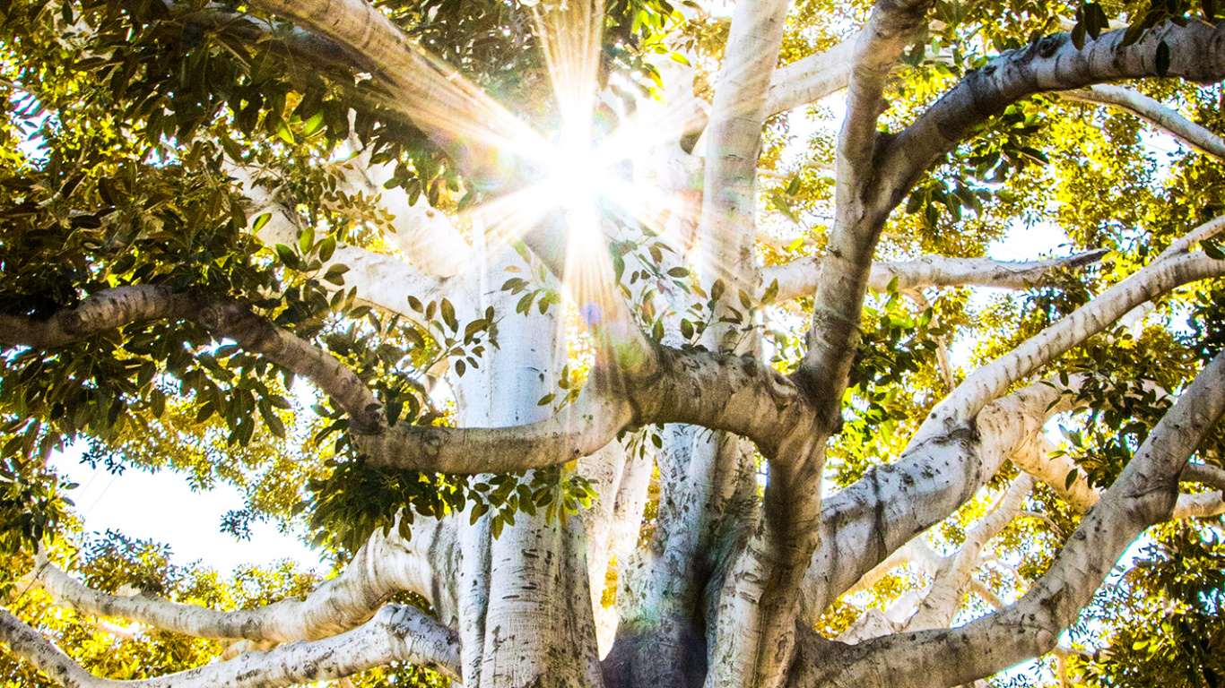 Обои большой парк деревьев и исторический памятник, дерево, Люди в природе, древесина, прут в разрешении 1366x768