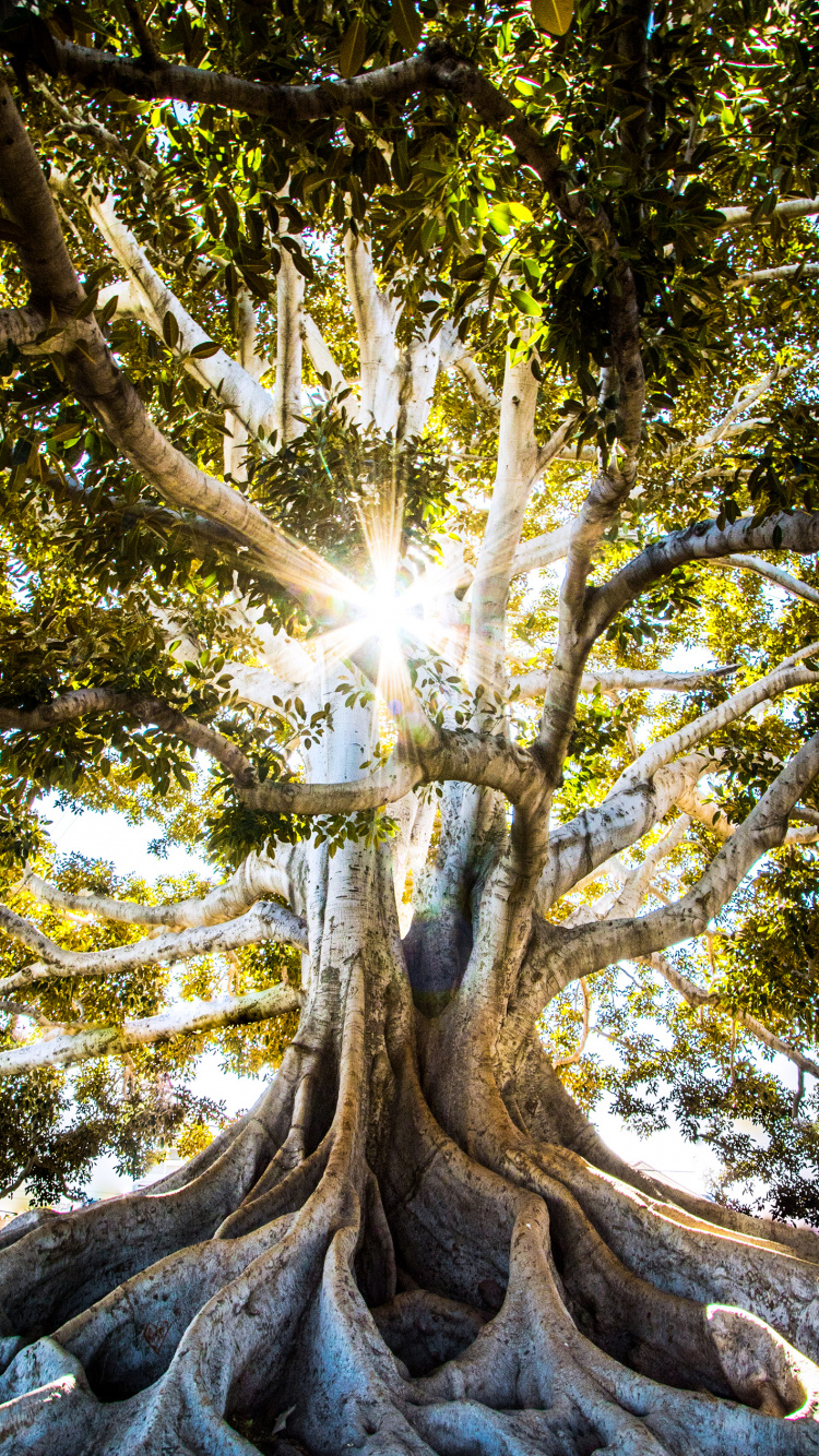 Обои большой парк деревьев и исторический памятник, дерево, Люди в природе, древесина, прут в разрешении 750x1334