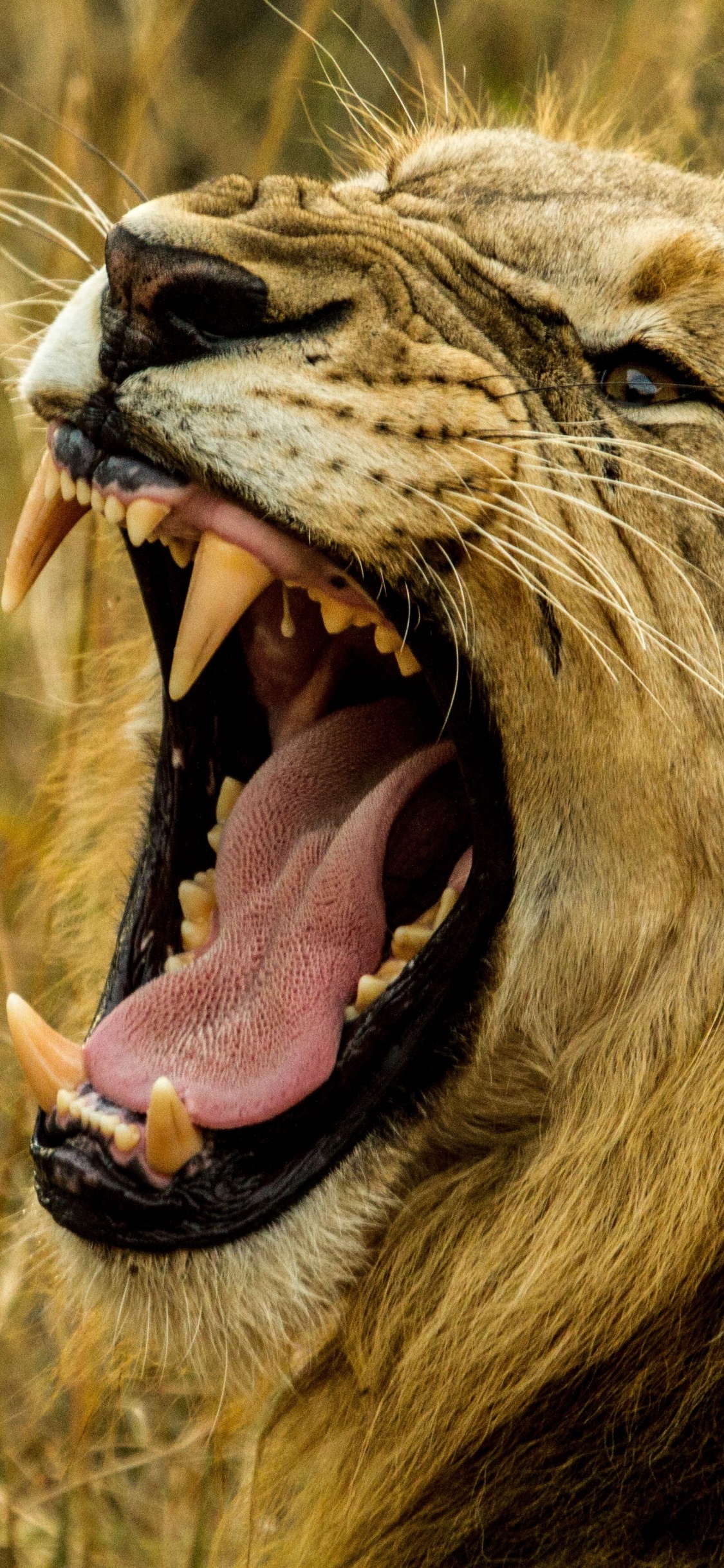 Обои Лев, рев, тигр, большая кошка, живая природа в разрешении 1125x2436