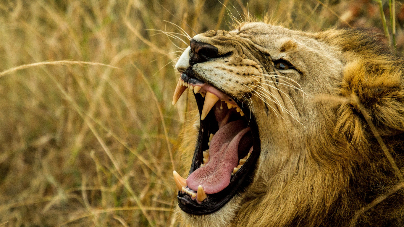Обои Лев, рев, тигр, большая кошка, живая природа в разрешении 1366x768
