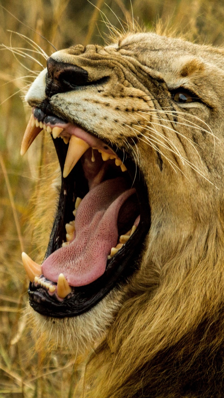 Обои Лев, рев, тигр, большая кошка, живая природа в разрешении 720x1280