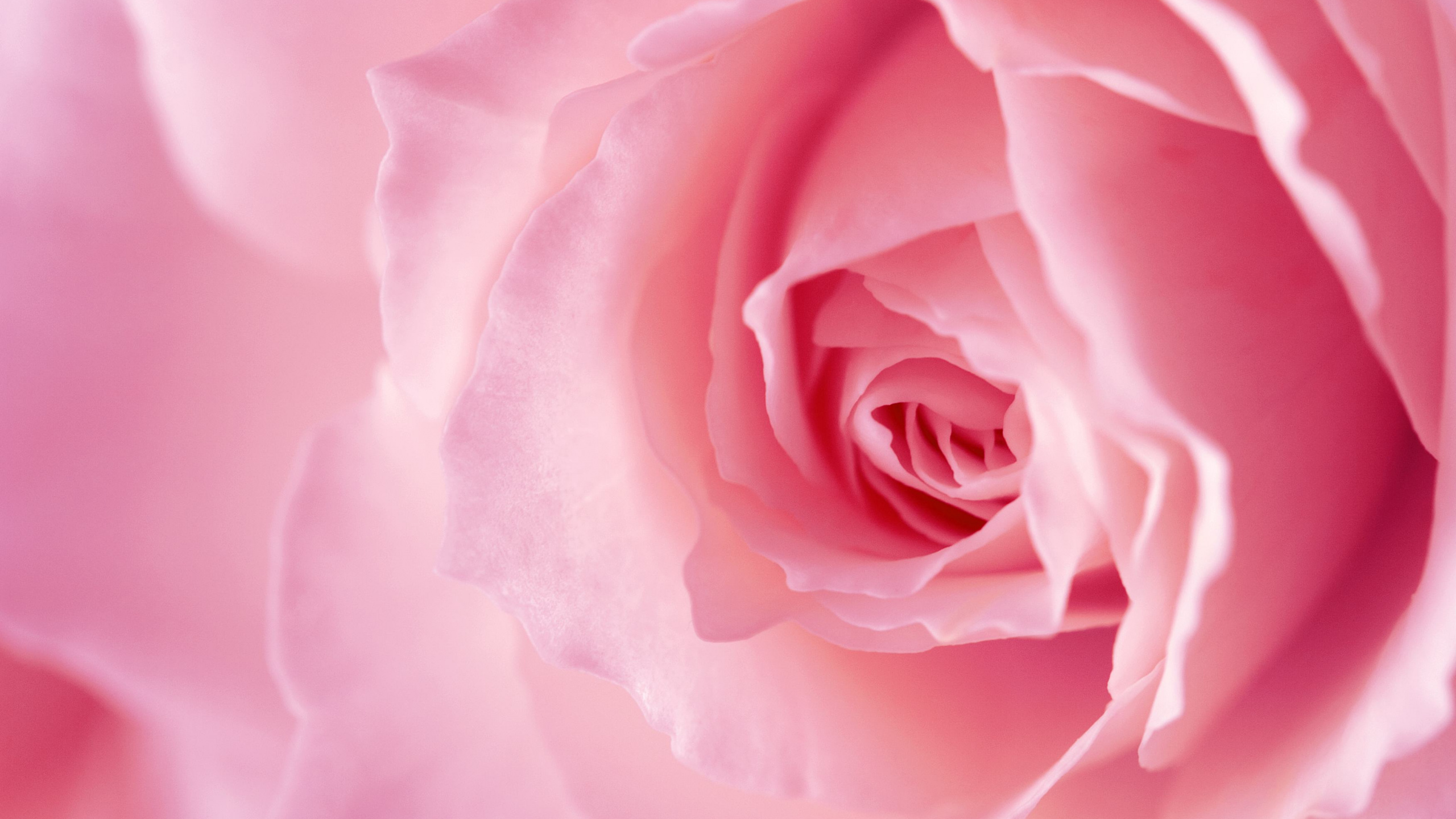 Обои сад роз, лепесток, розовый, цветок, Роза в разрешении 2560x1440