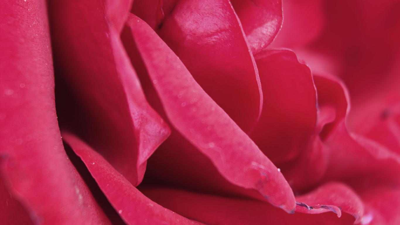Обои розовый, лепесток, красный цвет, цветок, растение в разрешении 1366x768