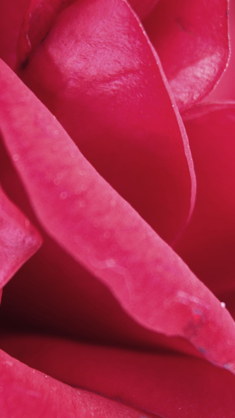 Обои розовый, лепесток, красный цвет, цветок, растение в разрешении 750x1334