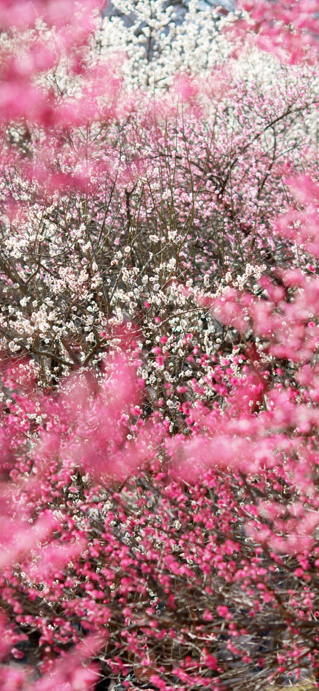 Обои Япония, цветение вишни, расцвет, цветок, розовый в разрешении 1242x2688