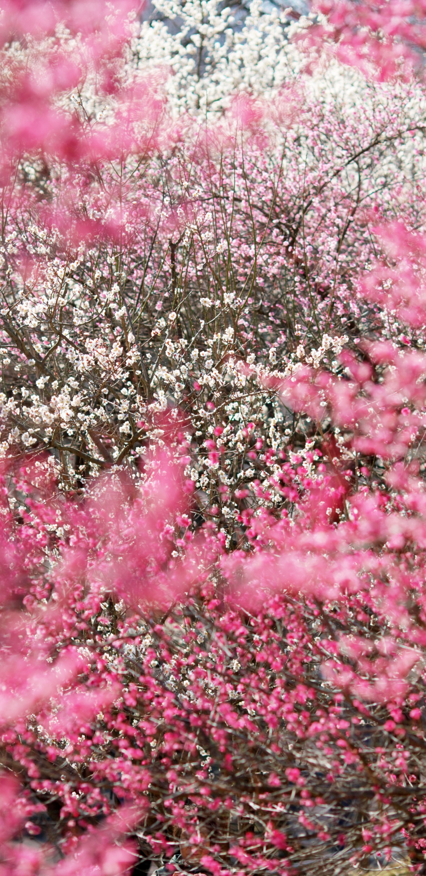 Обои Япония, цветение вишни, расцвет, цветок, розовый в разрешении 1440x2960